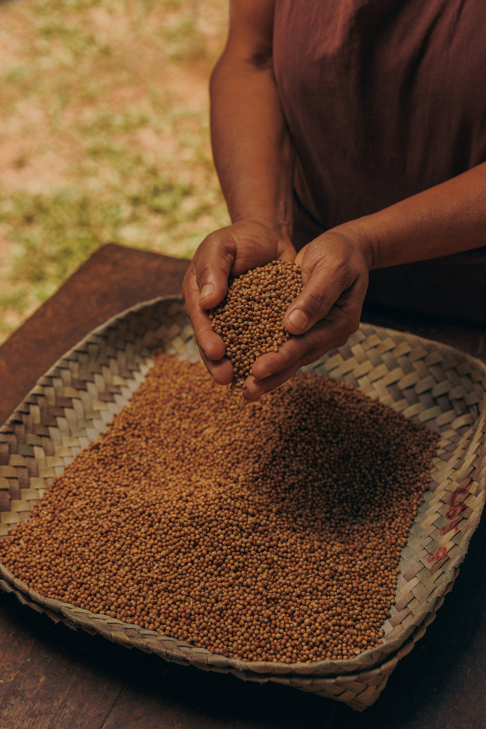 Once the coriander plant has flowered the seeds and collected a dried. 