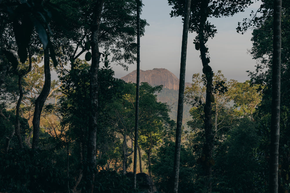 Grown by farmers in the hills above Kandy, Sri Lanka. 