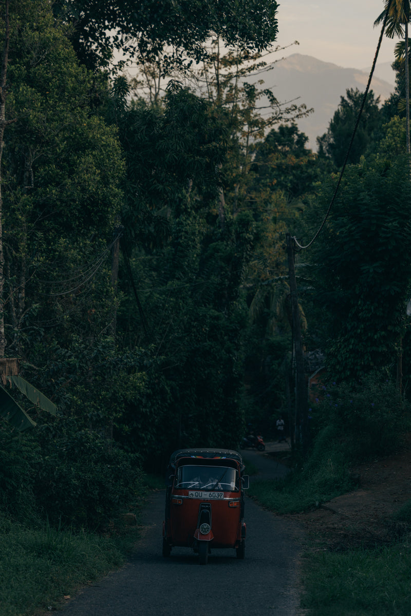 Grown by farmers around Jogayyanpalya, Karnataka, India 