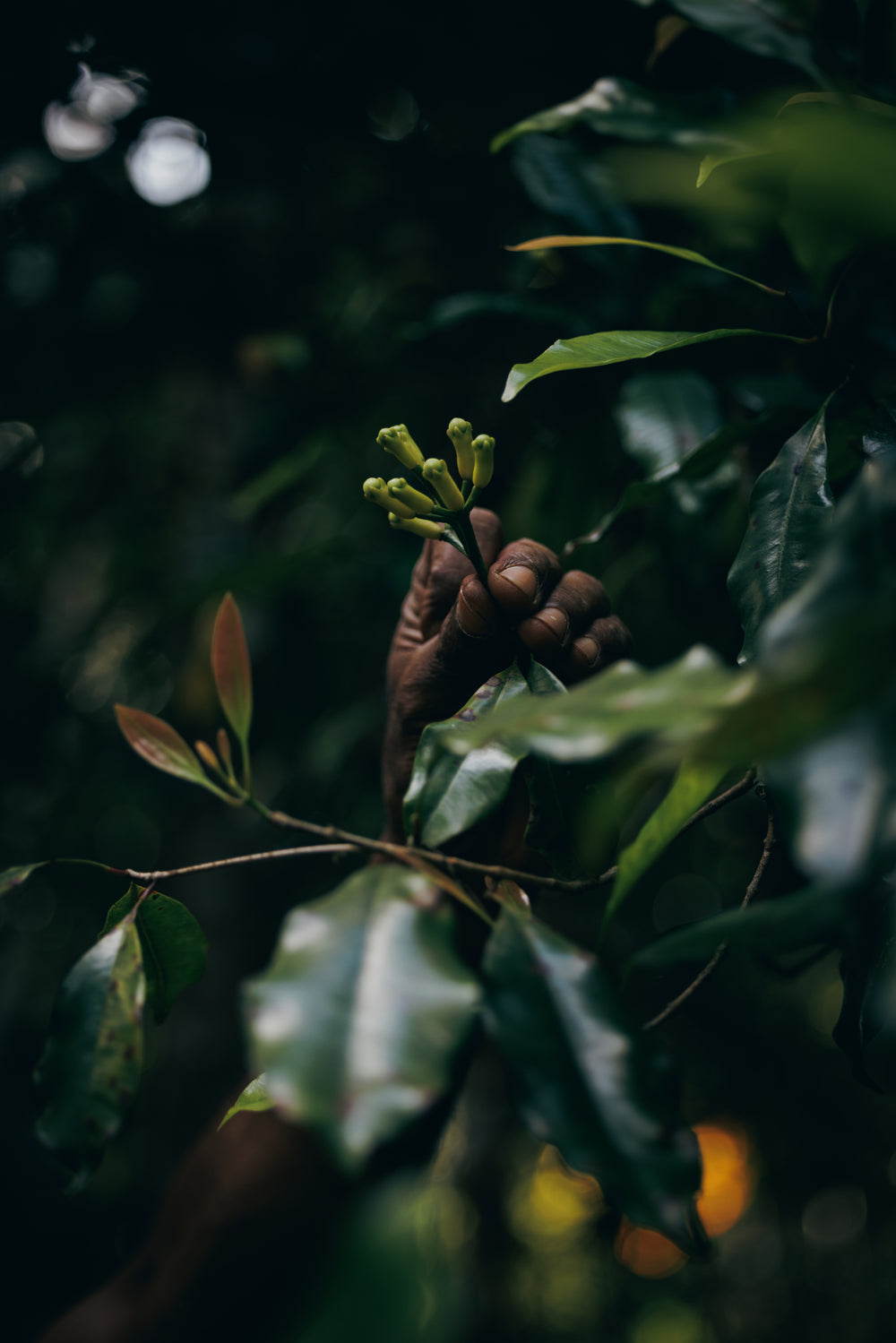 Once picked the cloves are dried naturally before hand grading and sorting.