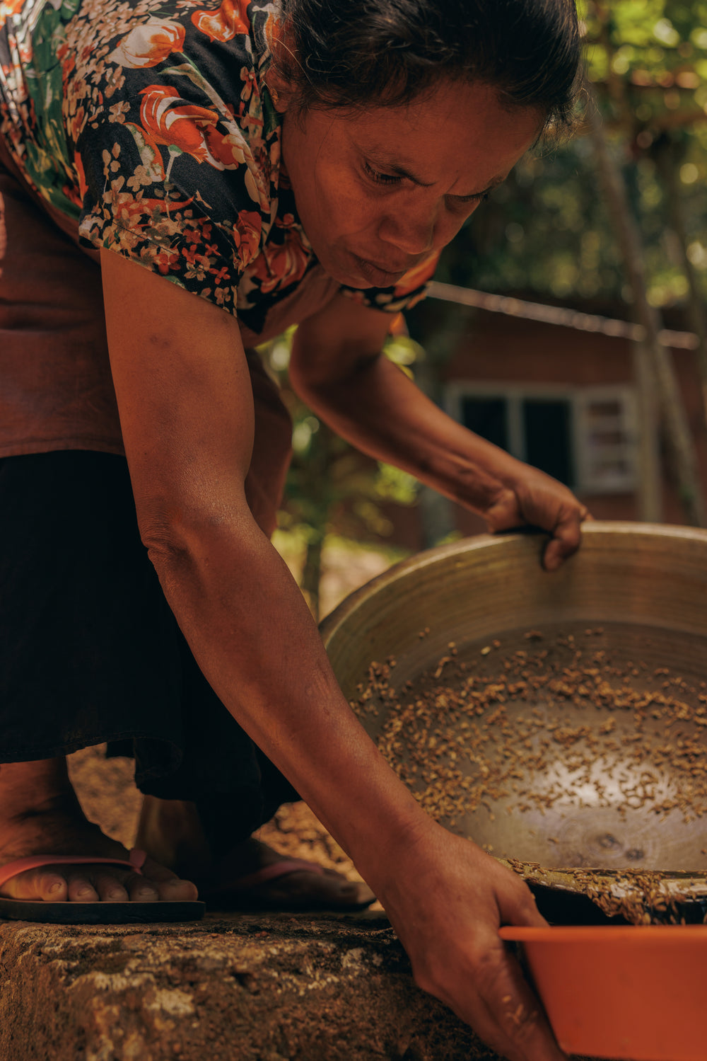 The plant is allowed to dry with seeds intact the cut back and placed into a bag to dry further, before being threshed to harvest the seeds. 