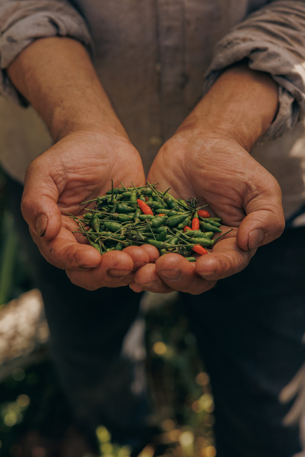 The chillies are picked when ripe and allowed to dry, before sorting and grinding  