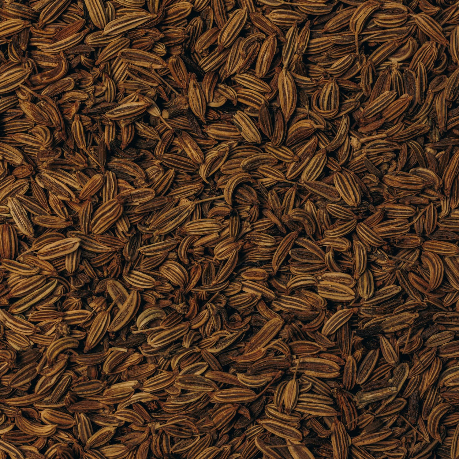 Fennel Seeds